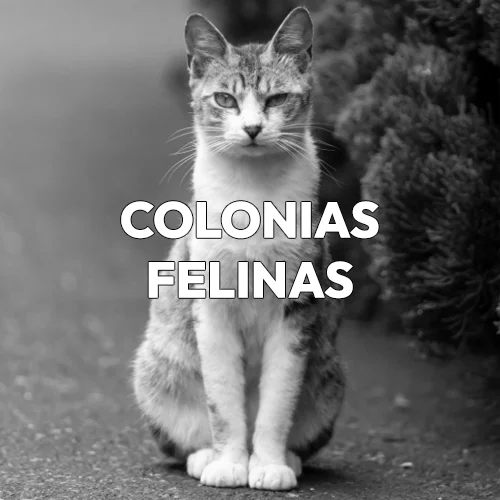 colonias_felinas_menu_HOVER