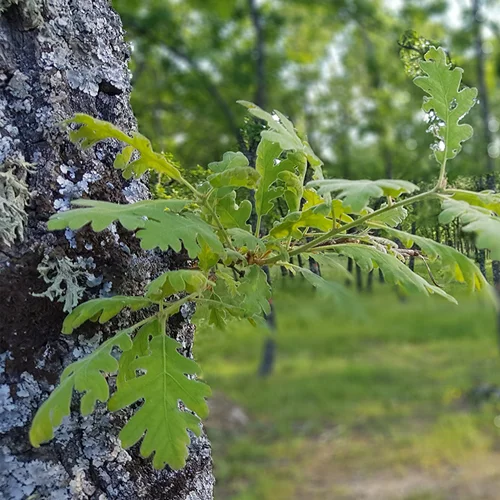 medio_natural_menu_1